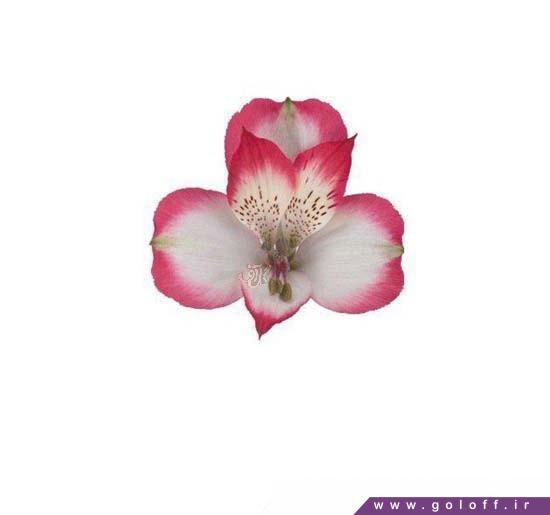 دسته گل آلسترومریا آدری - Alstroemeria | گل آف